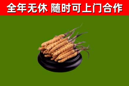 百色市回收散虫草