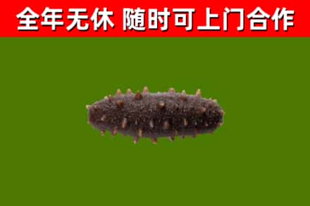 百色市回收海参干